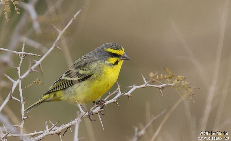 Yellow-fronted Canary