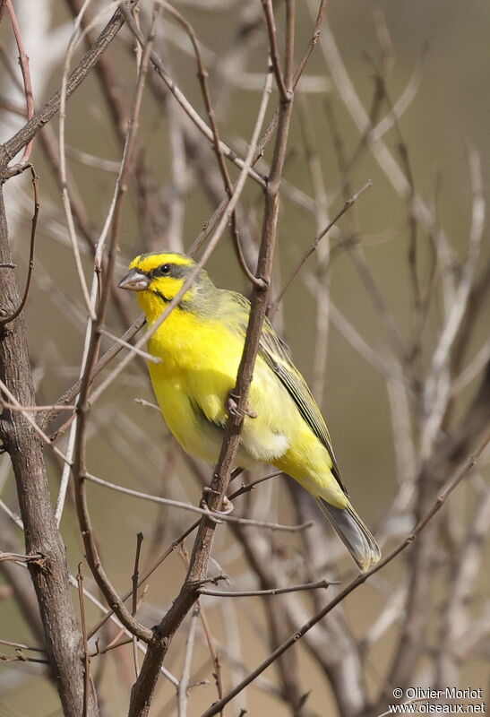 Serin du Mozambique