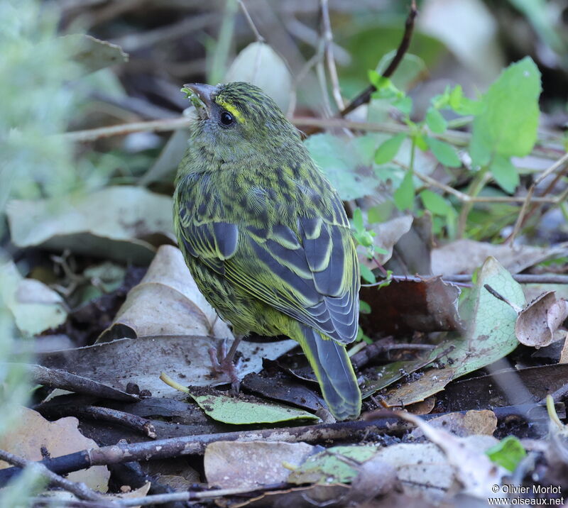 Forest Canary