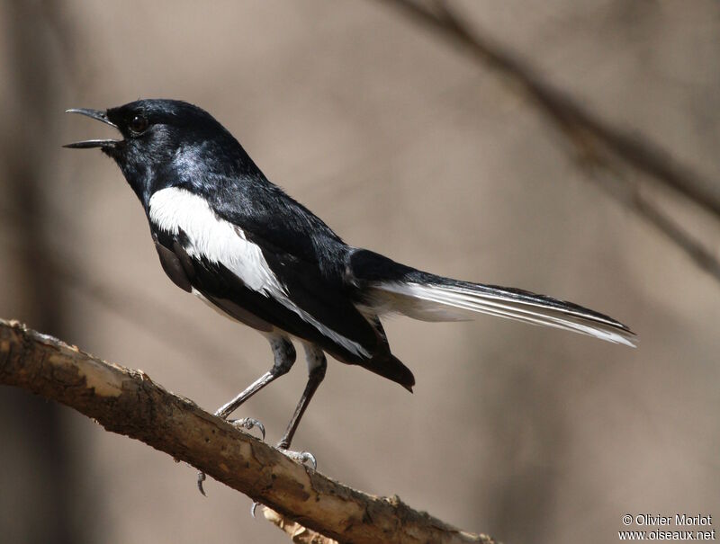 Oriental Magpie-Robin