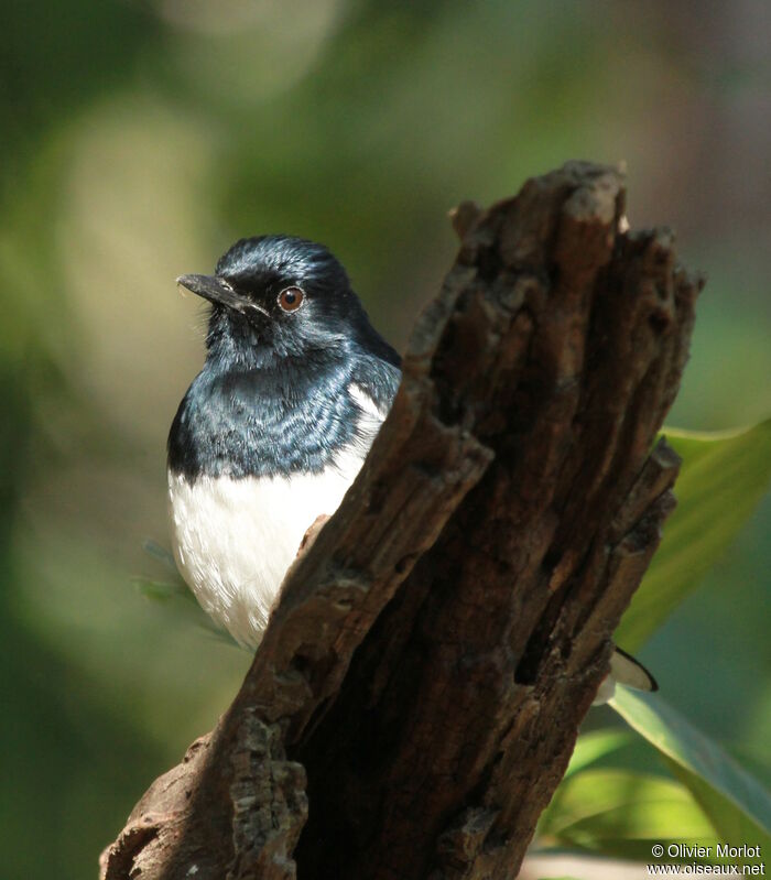 Oriental Magpie-Robin