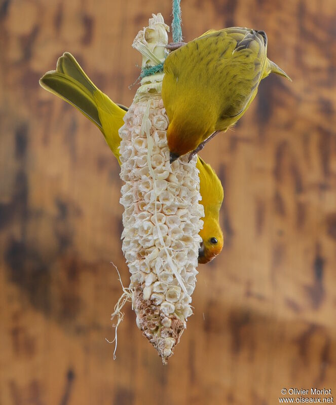 Saffron Finch