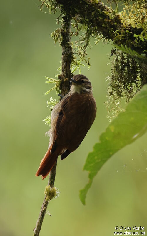 Streaked Xenops