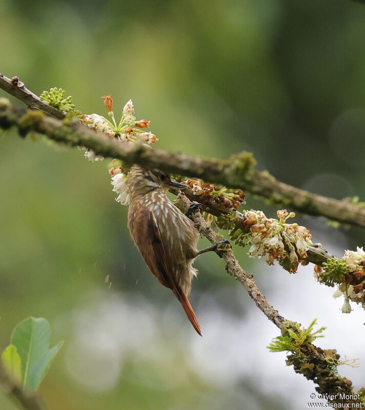 Streaked Xenops