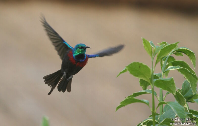 Red-chested Sunbird