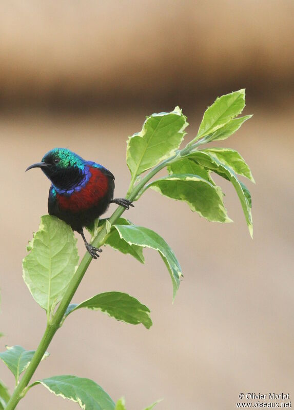 Red-chested Sunbird