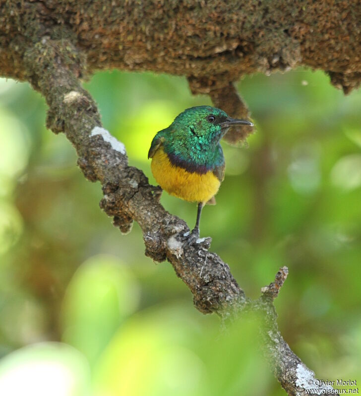 Collared Sunbird