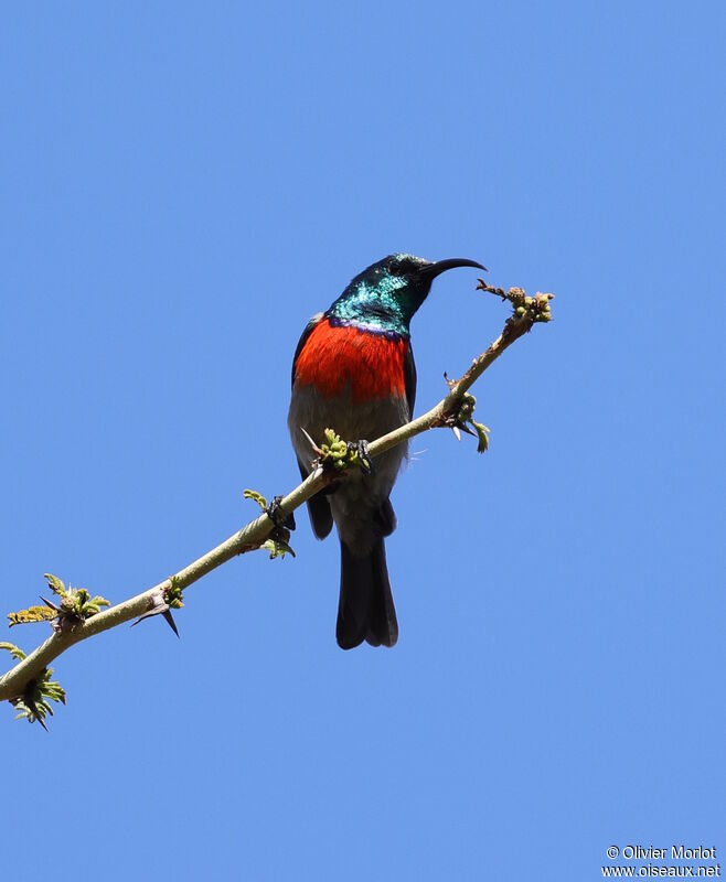 Greater Double-collared Sunbird