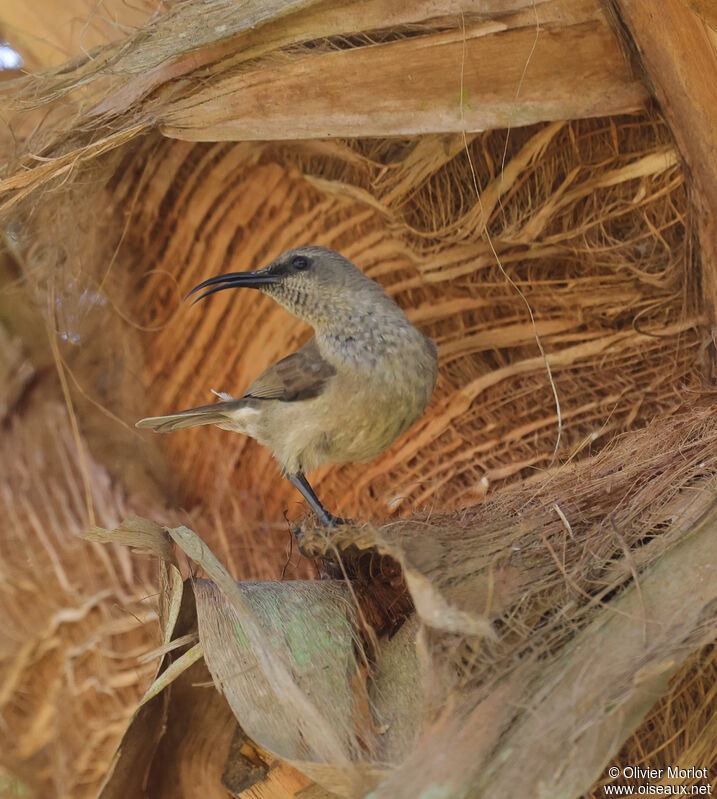 Greater Double-collared Sunbird