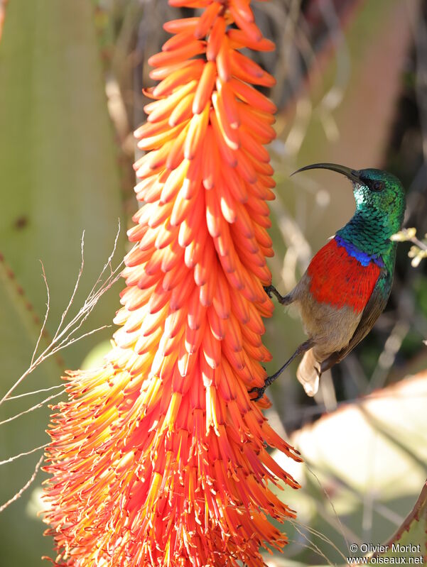 Greater Double-collared Sunbird male