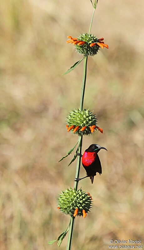 Scarlet-chested Sunbird