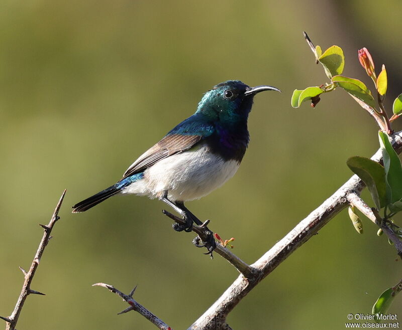 White-bellied Sunbird