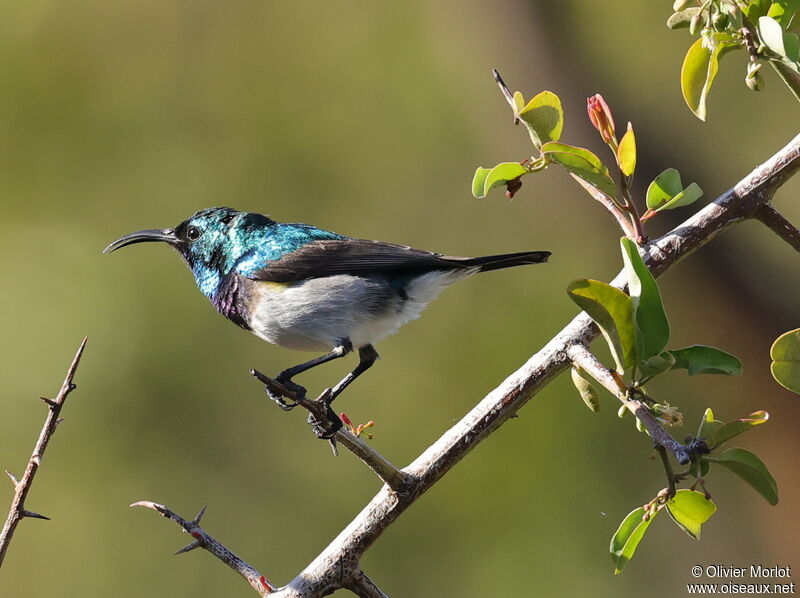 White-bellied Sunbird