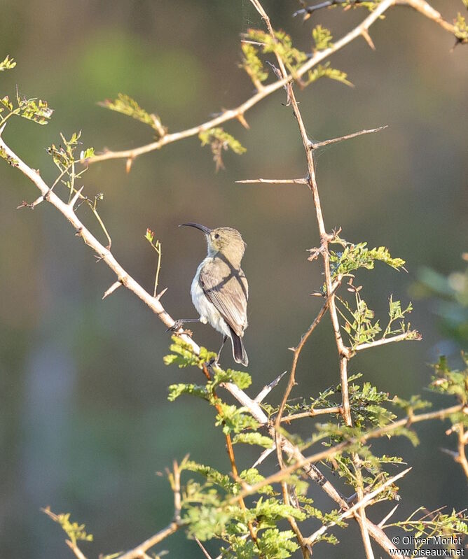 White-bellied Sunbird female