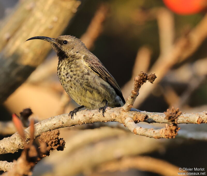 Amethyst Sunbird