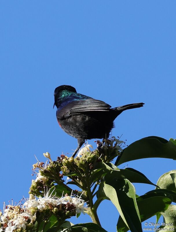 Purple-banded Sunbird