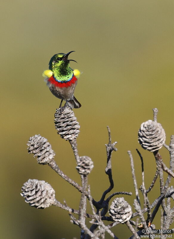 Southern Double-collared Sunbird