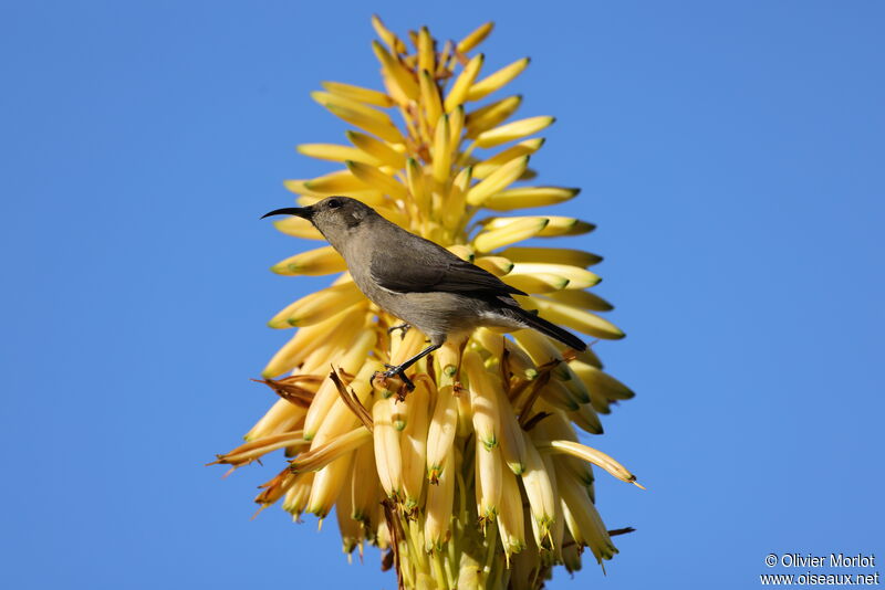 Southern Double-collared Sunbird