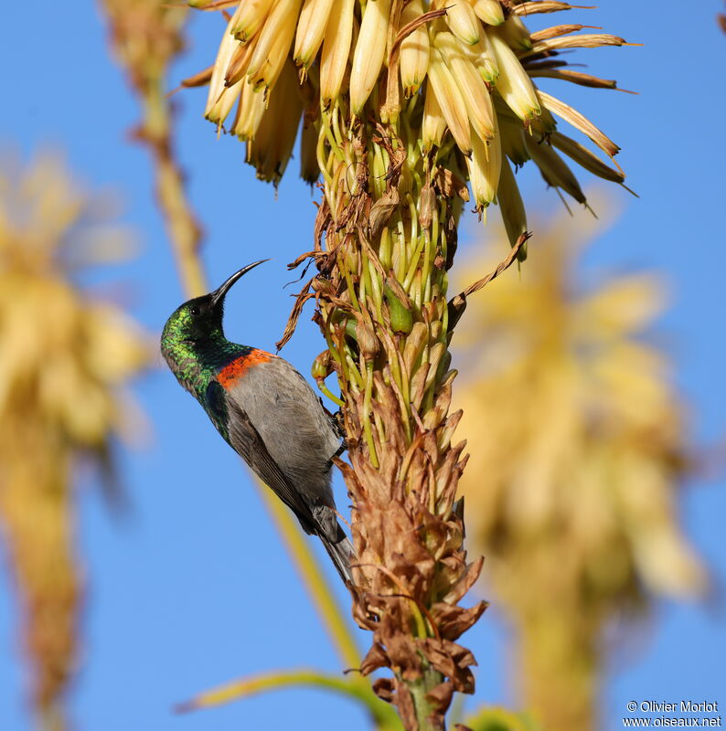 Southern Double-collared Sunbird