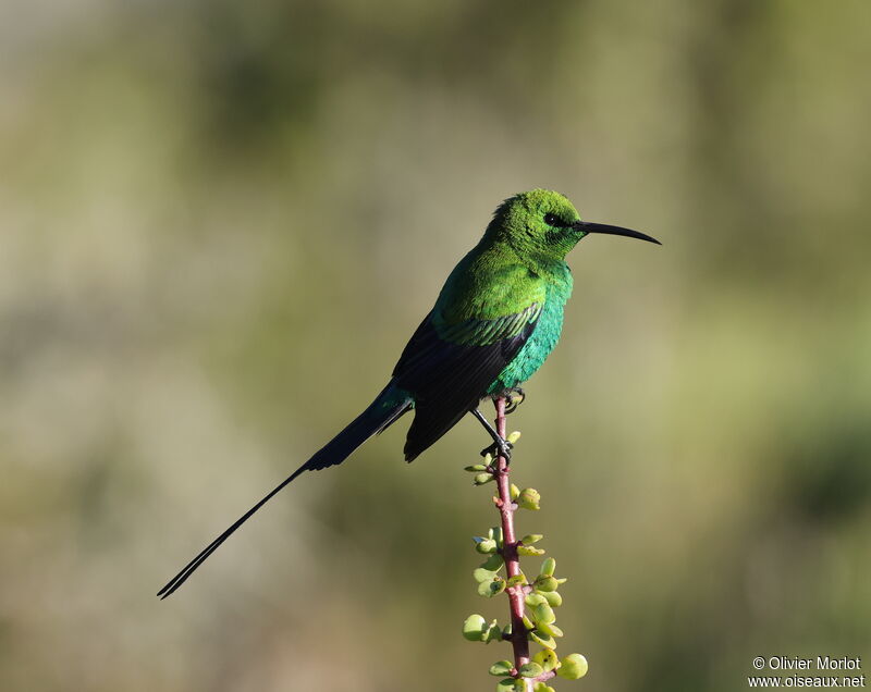 Malachite Sunbird