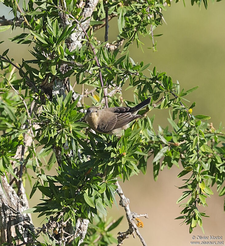 Grey Sunbird