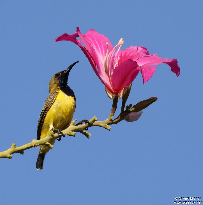 Ornate Sunbird