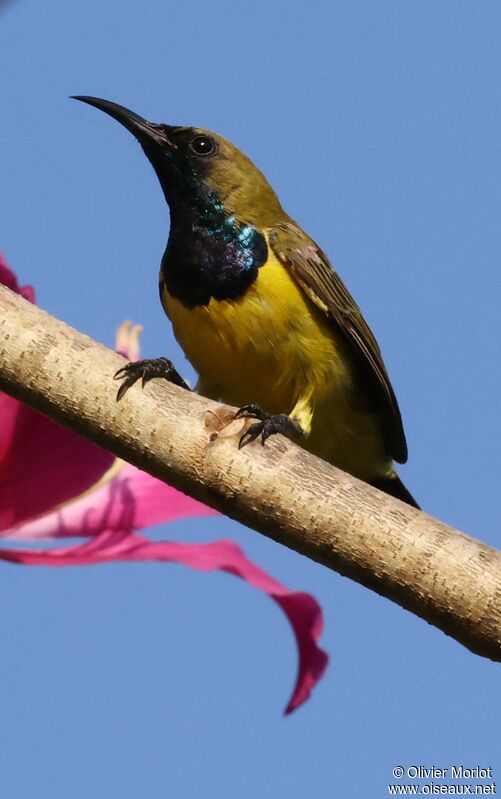 Ornate Sunbird