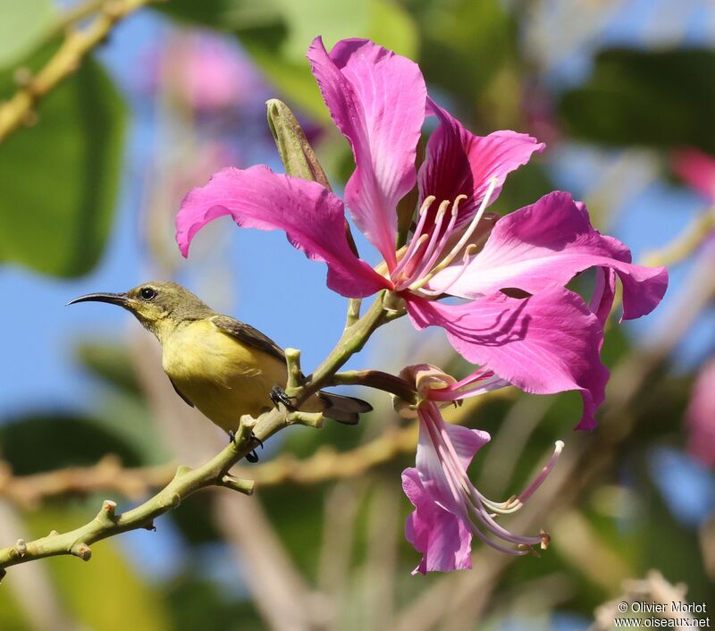 Ornate Sunbird