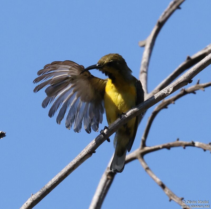 Ornate Sunbird