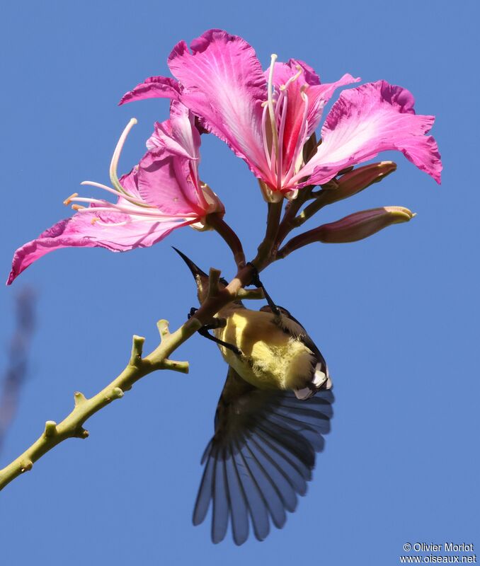 Ornate Sunbird