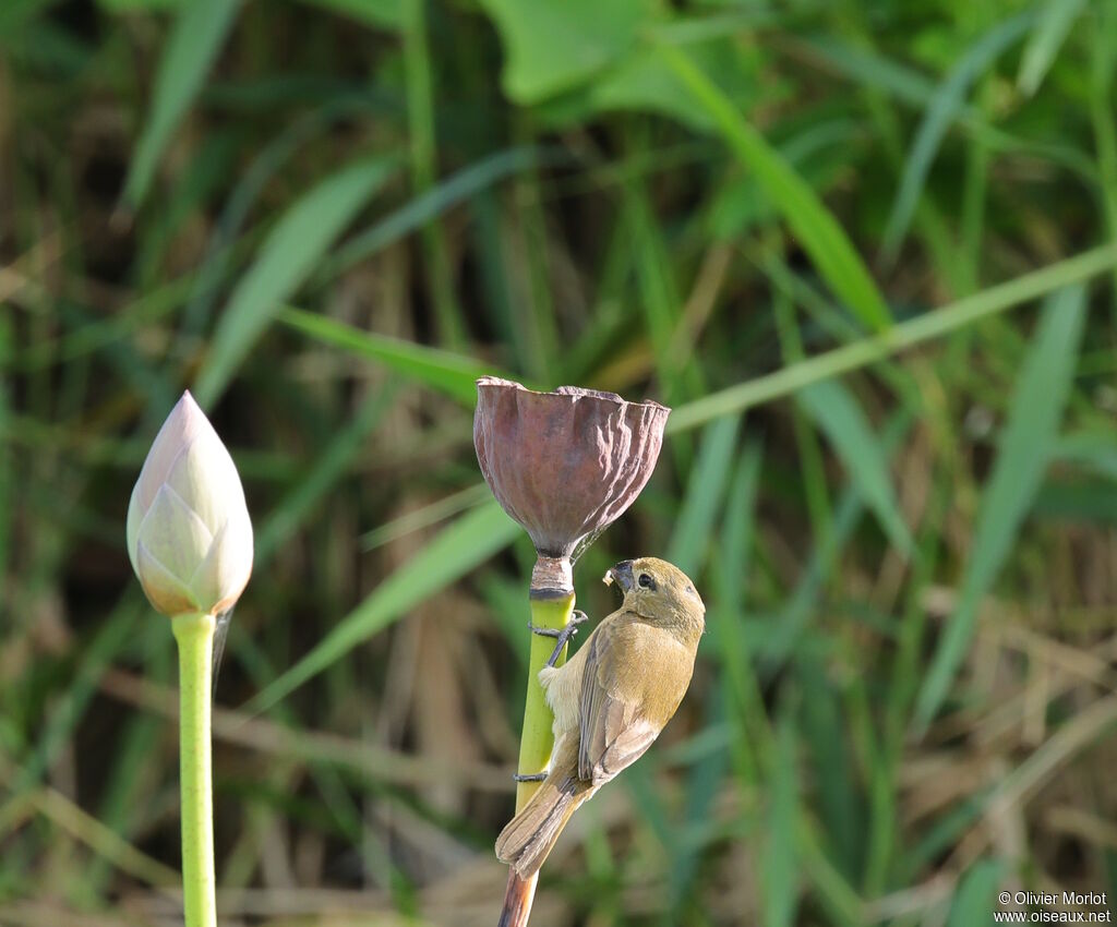 Sporophile à ailes blanches femelle