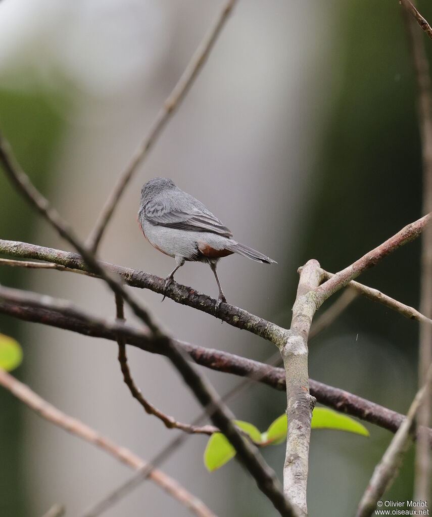 Chestnut-bellied Seedeater