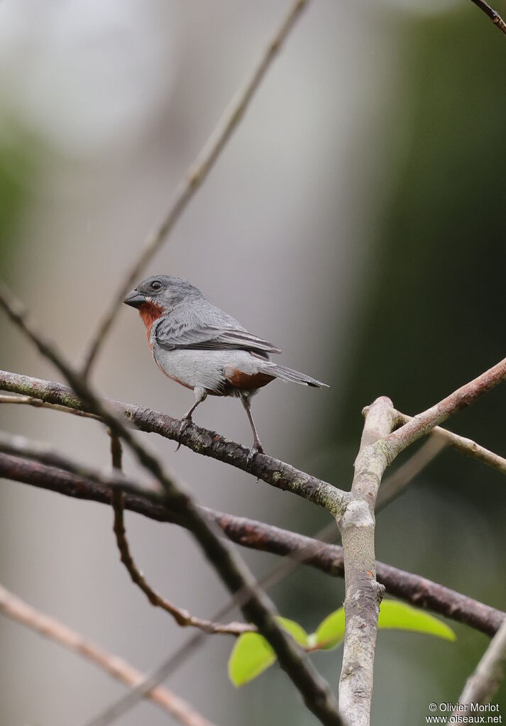 Chestnut-bellied Seedeater
