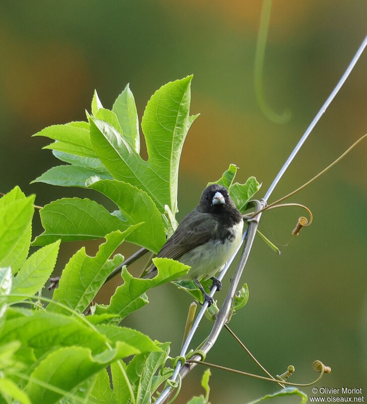 Yellow-bellied Seedeater male