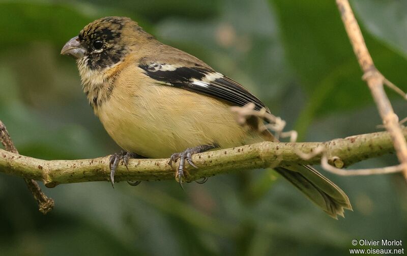 Morelet's Seedeater