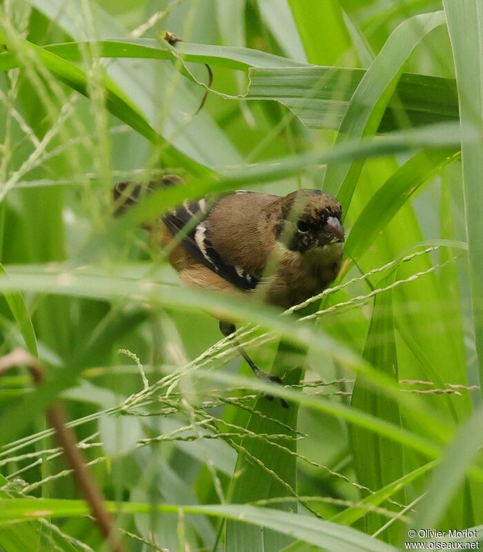 Morelet's Seedeater