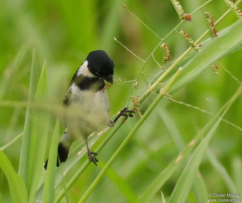 Morelet's Seedeater