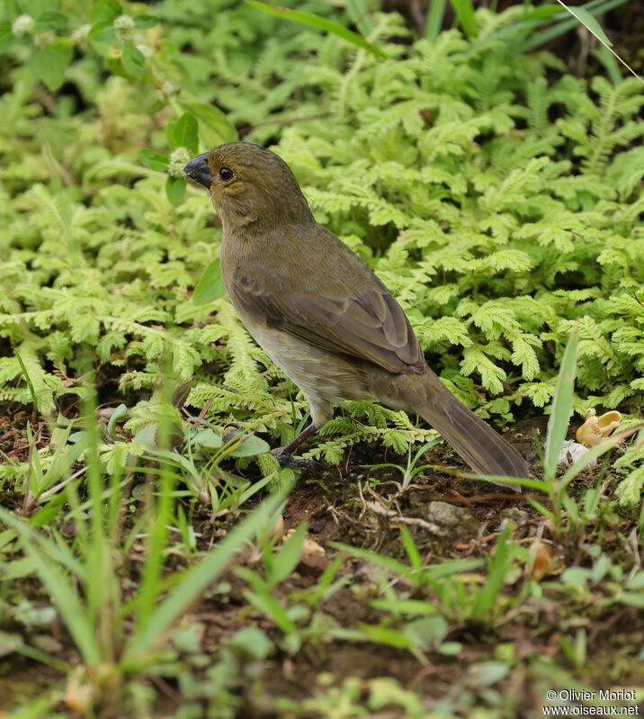 Variable Seedeater female