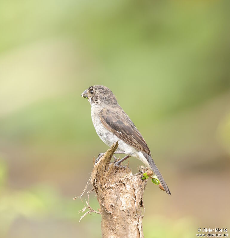 Variable Seedeaterimmature