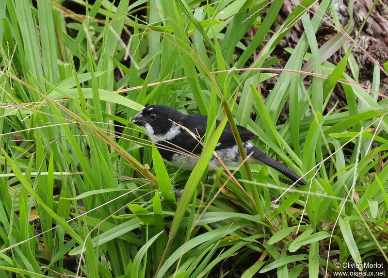 Variable Seedeater male