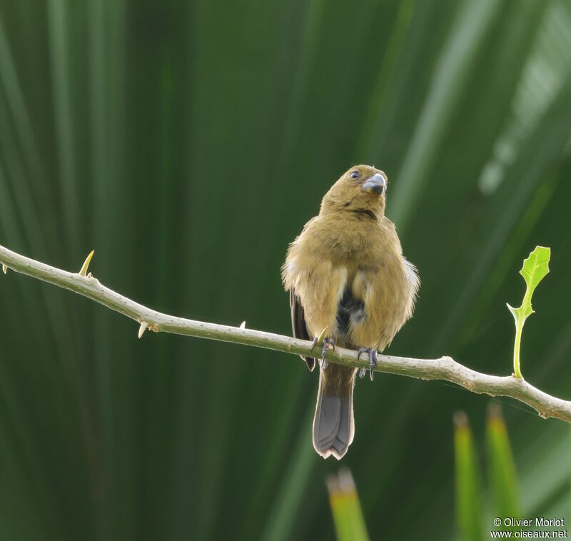 Sporophile variable femelle