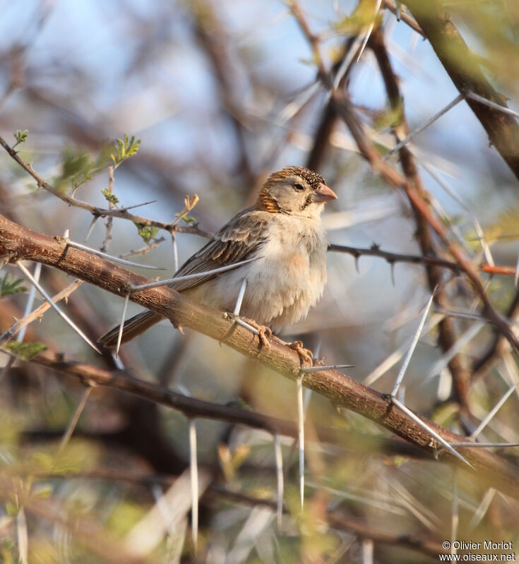 Speckle-fronted Weaver