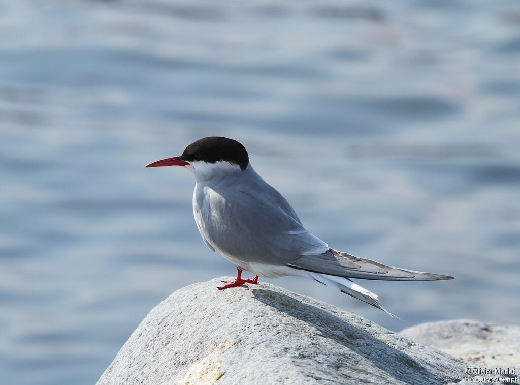 Arctic Tern