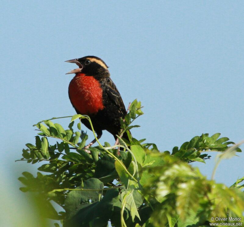 White-browed Meadowlark