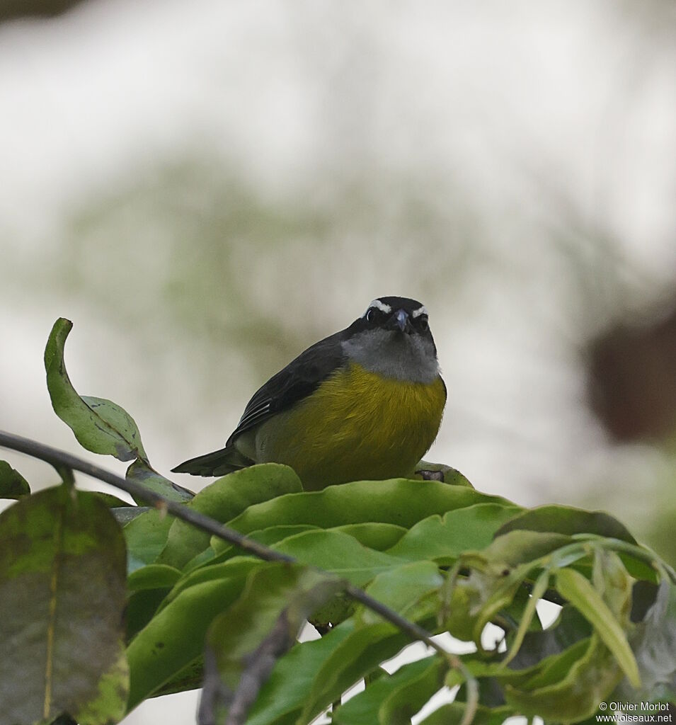Sucrier à ventre jaune