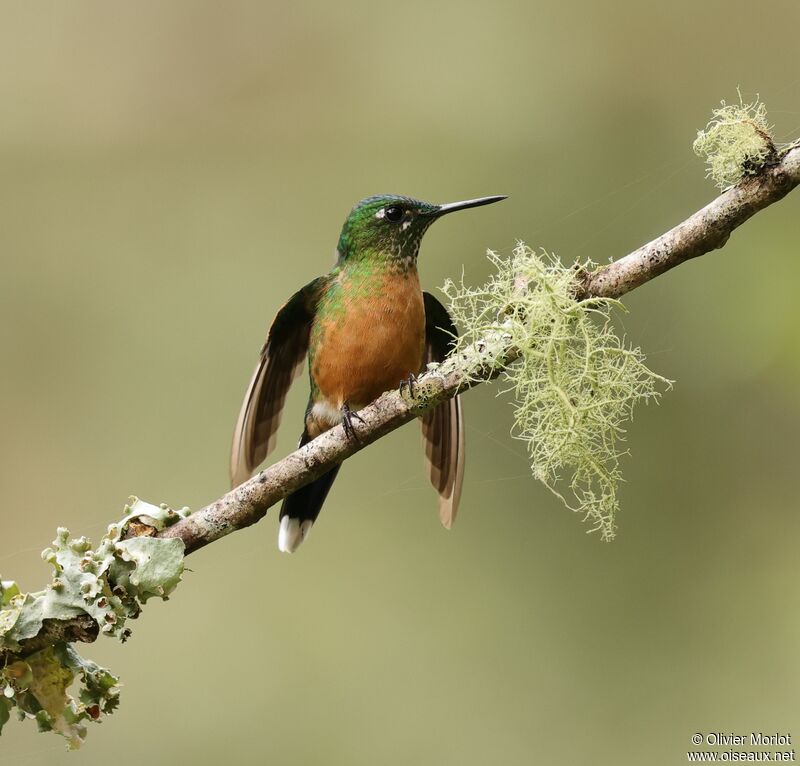 Long-tailed Sylph