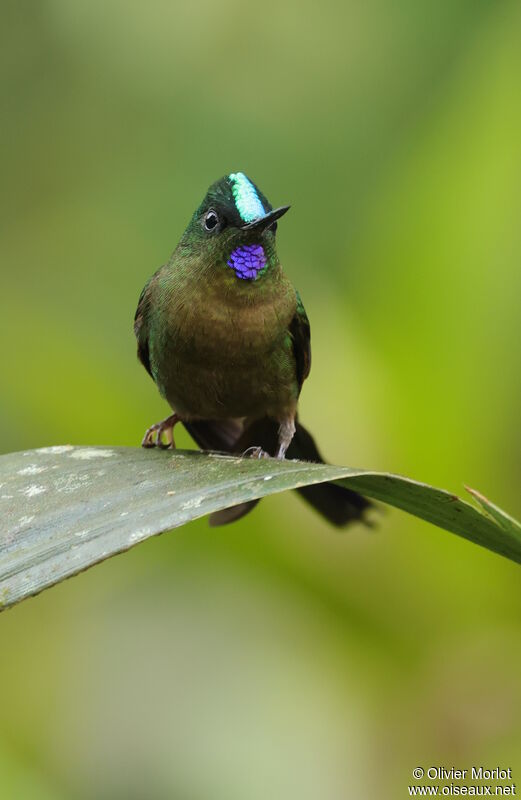 Violet-tailed Sylph