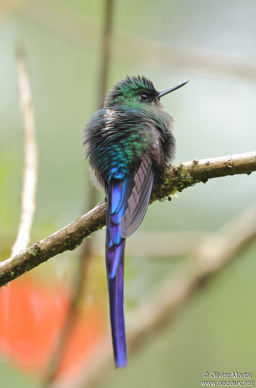 Violet-tailed Sylph