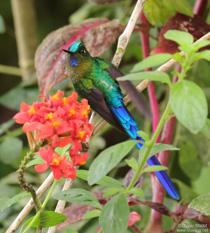 Violet-tailed Sylph