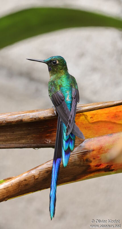 Violet-tailed Sylph